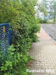 Zeleň v ulicích