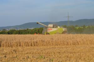 Sklizeň
